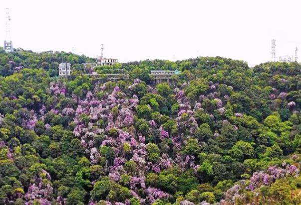 國內(nèi)春天賞花最佳地點(diǎn)