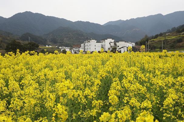 國內(nèi)春天賞花最佳地點(diǎn)