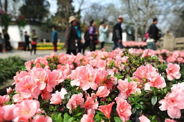 3月蘇州看花去哪里比較好