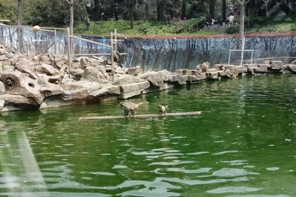 南京紅山森林動物園游玩攻略 一日游攻略