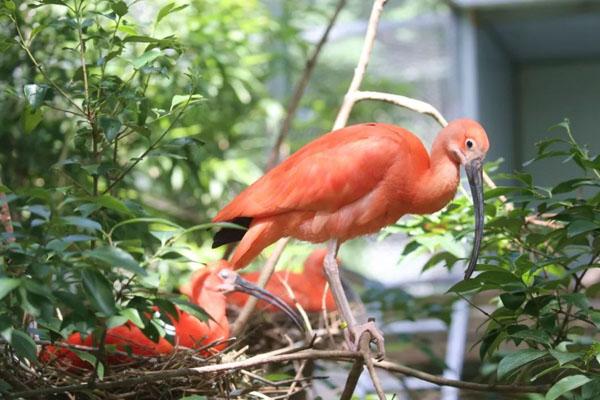 南京紅山森林動物園游玩攻略 一日游攻略