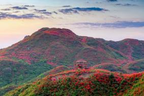 湖南杜鵑花景區(qū)都有哪些