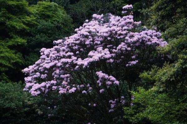 深圳春天賞花景點有哪些