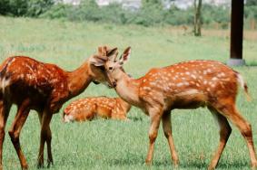 金華動物園游玩攻略 一日游攻略