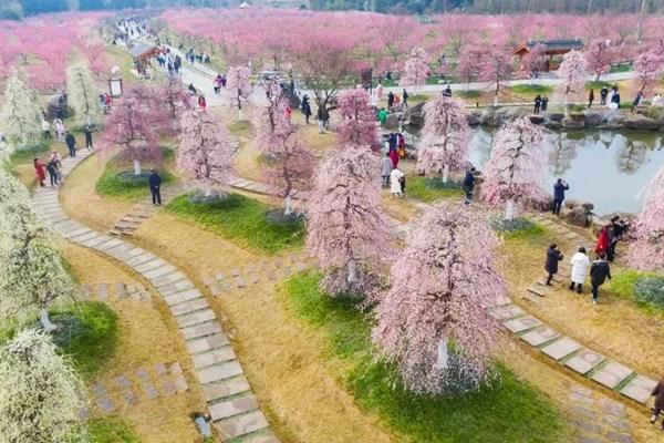 問花村門票價格2024年