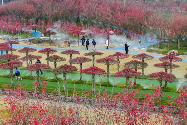 問花村門票價格2024年