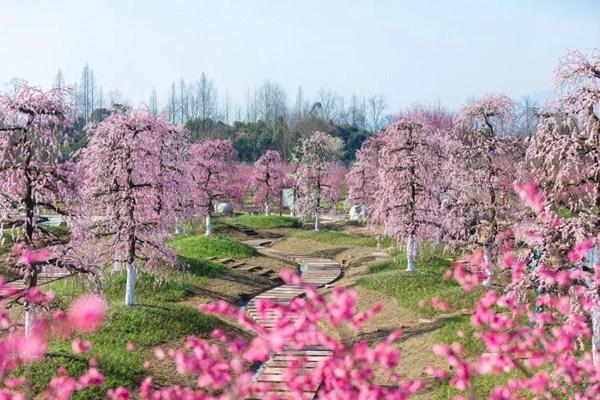 問花村門票價格2024年