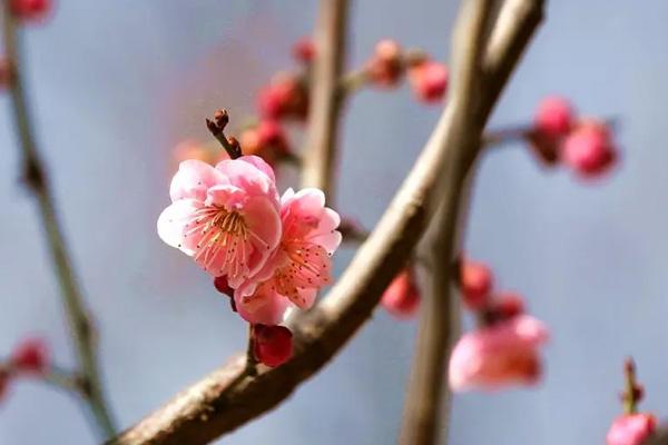 南京看梅花的地方在哪