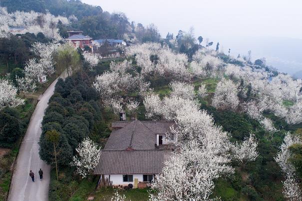 成都免費(fèi)賞花的地方有哪些