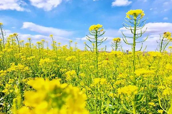 溫州油菜花哪里好看