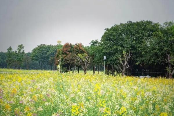 廣州哪里有油菜花看的地方啊