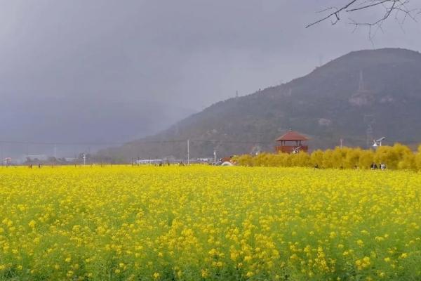 溫州看油菜花的地方在哪里