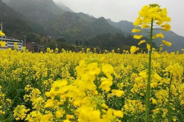 溫州看油菜花的地方在哪里