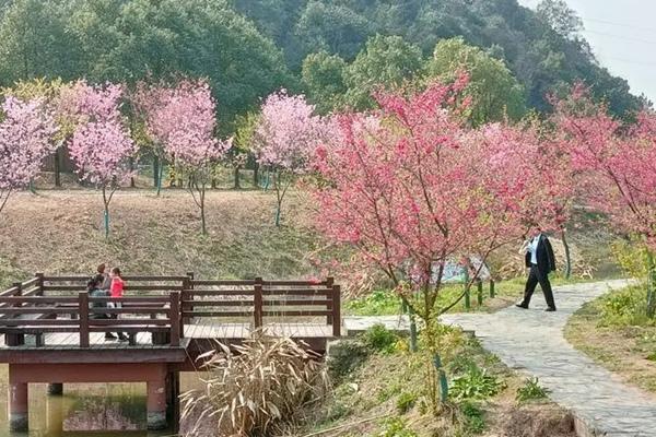 2024湘潭櫻花園門票價格 附優(yōu)惠政策