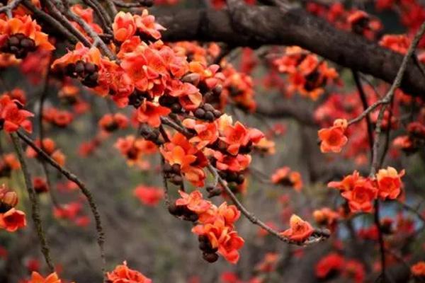 深圳哪里看木棉花