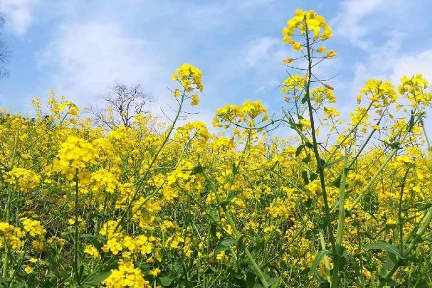 貴陽春季賞花地點有哪些