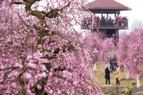 2024成都問花村在哪里門票價(jià)格及開放時(shí)間