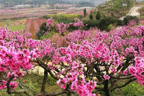 貴陽春季賞花地點有哪些