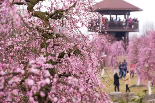 2024成都問花村在哪里門票價格及開放時間