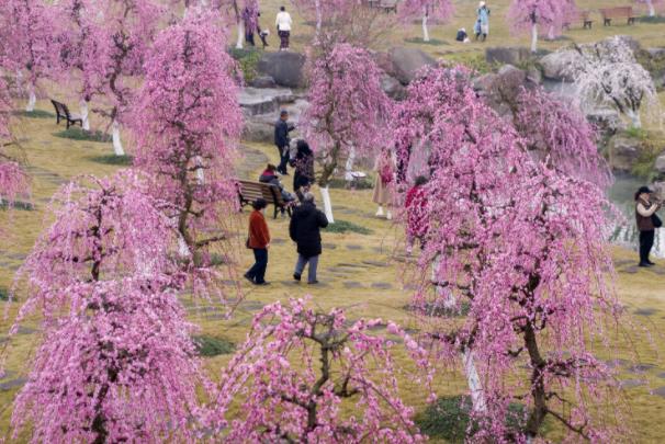 2024成都問花村在哪里門票價格及開放時間