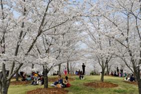 2024上海顧村公園櫻花節(jié)出行指南