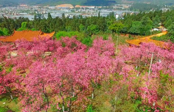 昆明看櫻花哪里比較好