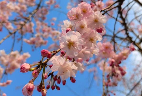 武漢春季旅游最佳去處