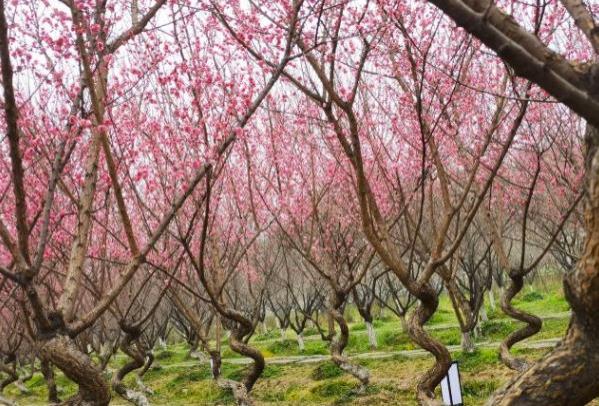 成都問(wèn)花村免票政策