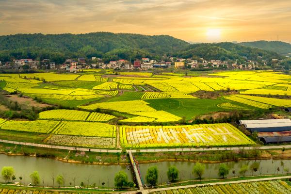 長(zhǎng)沙油菜花欣賞有哪些地方