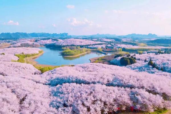 貴陽(yáng)賞花的地方有哪些