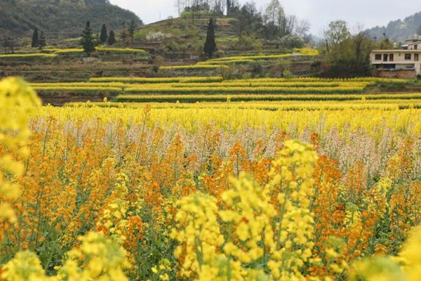 貴陽(yáng)賞花的地方有哪些