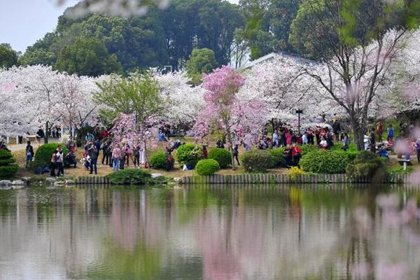 2024武漢東湖磨山櫻花園門票價(jià)格