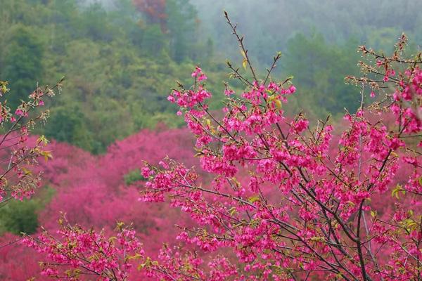 2024韶關(guān)櫻花公園開放時(shí)間