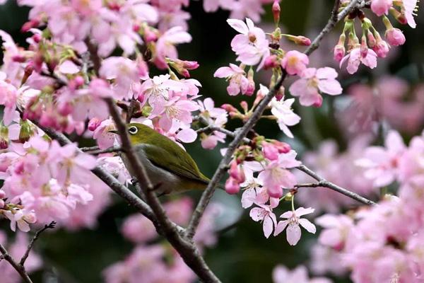 2024韶關(guān)櫻花公園開放時(shí)間