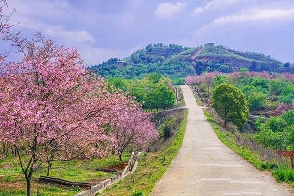 2024韶關(guān)櫻花公園門票優(yōu)惠政策