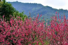 連云港桃花澗景點(diǎn)介紹