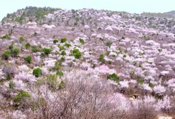 2024鄭國渠山野桃花節(jié)時(shí)間及地點(diǎn)