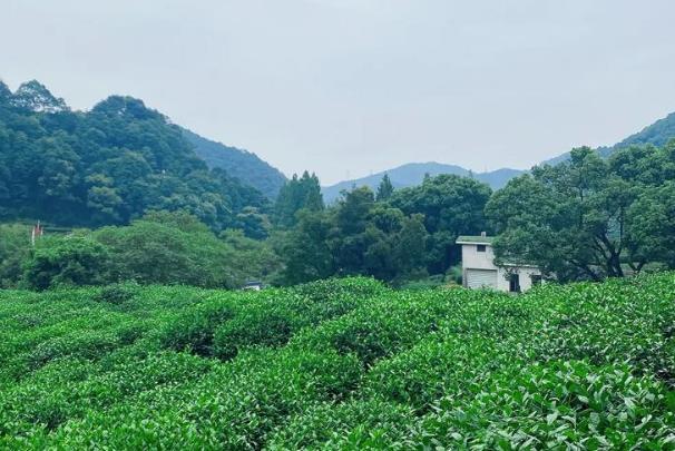 杭州春游踏青游玩路線推薦