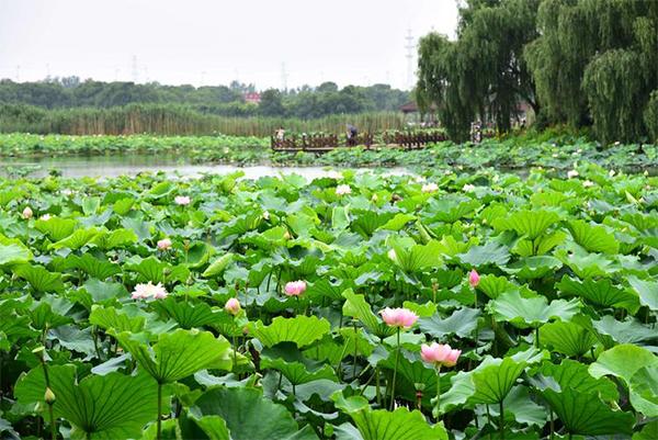 2024荷塘月色濕地公園門票優(yōu)惠政策