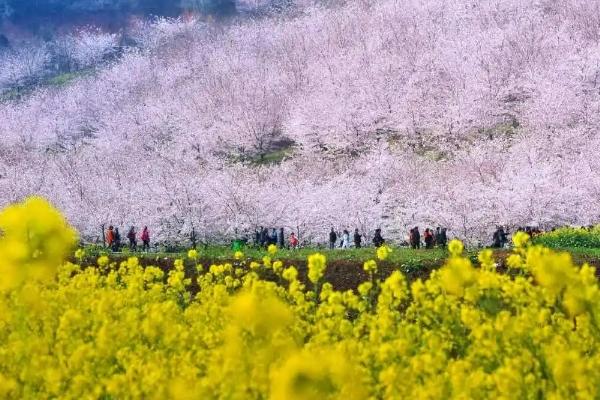 2024平壩櫻花園門票是多少 平壩櫻花園交通