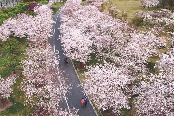 上海賞櫻花好去處