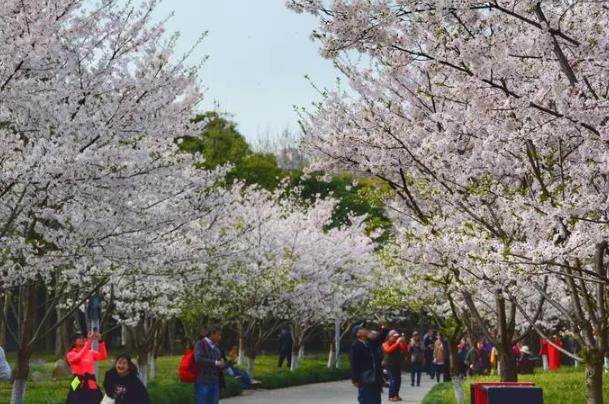 上海賞櫻花好去處