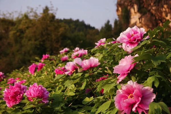 重慶墊江看牡丹花在哪里