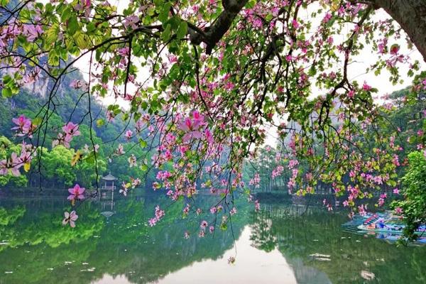 肇慶看花哪里好