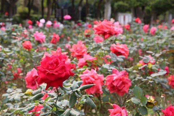 肇慶看花哪里好