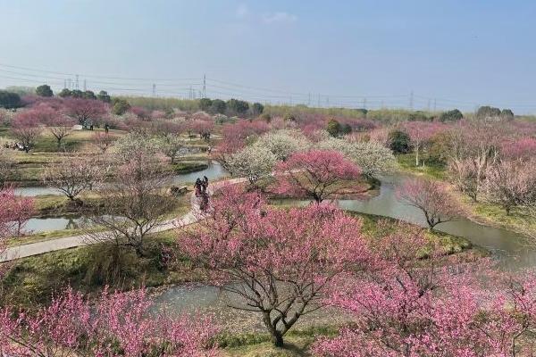 2024上海金山花開海上生態(tài)園交通+停車指南