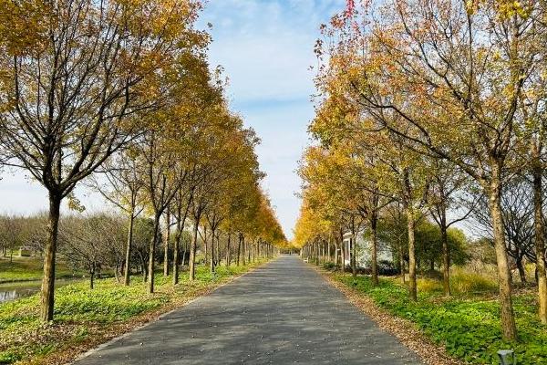 花開海上生態(tài)園最佳觀賞時間2024