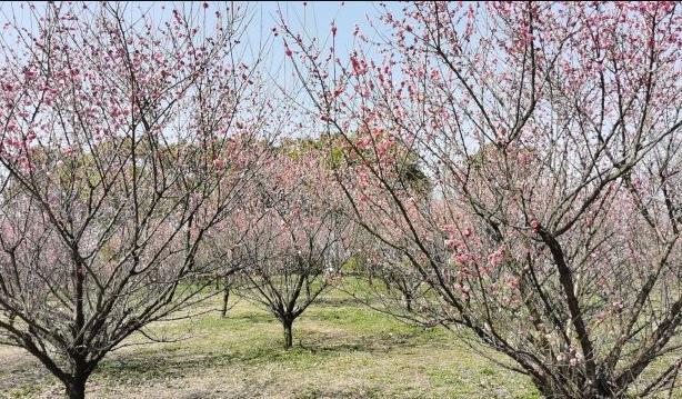 2024上海櫻花節(jié)門票多少錢 上海櫻花節(jié)攻略