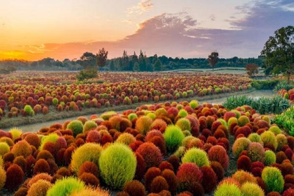 花開海上生態(tài)園門票價(jià)格2024