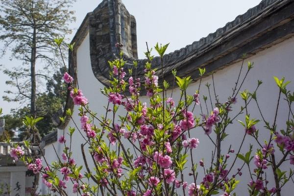 福州烏山賞花地點有哪些